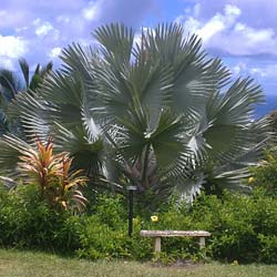 Palmeira de Bismarck